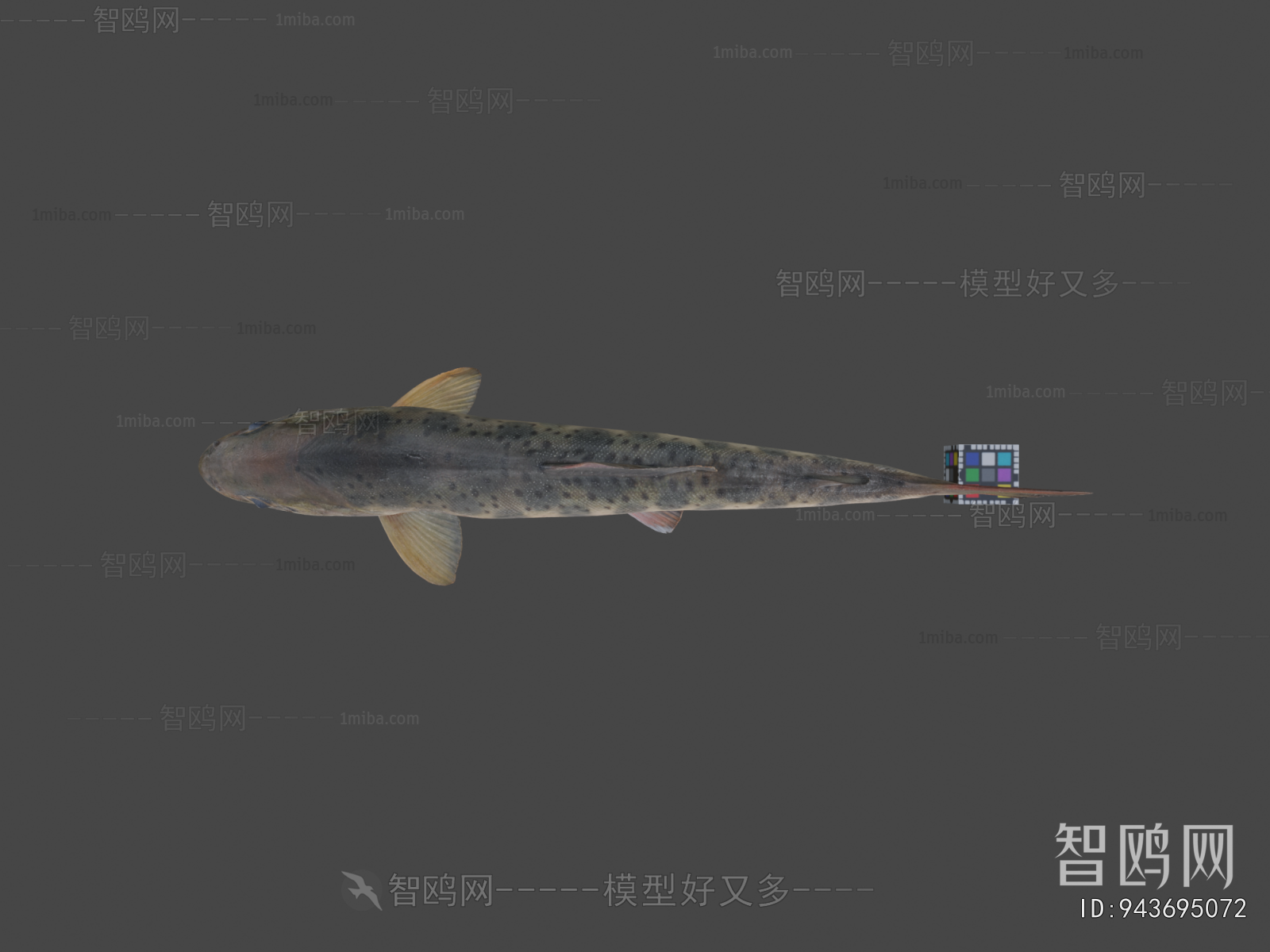 Modern Aquatic Animals