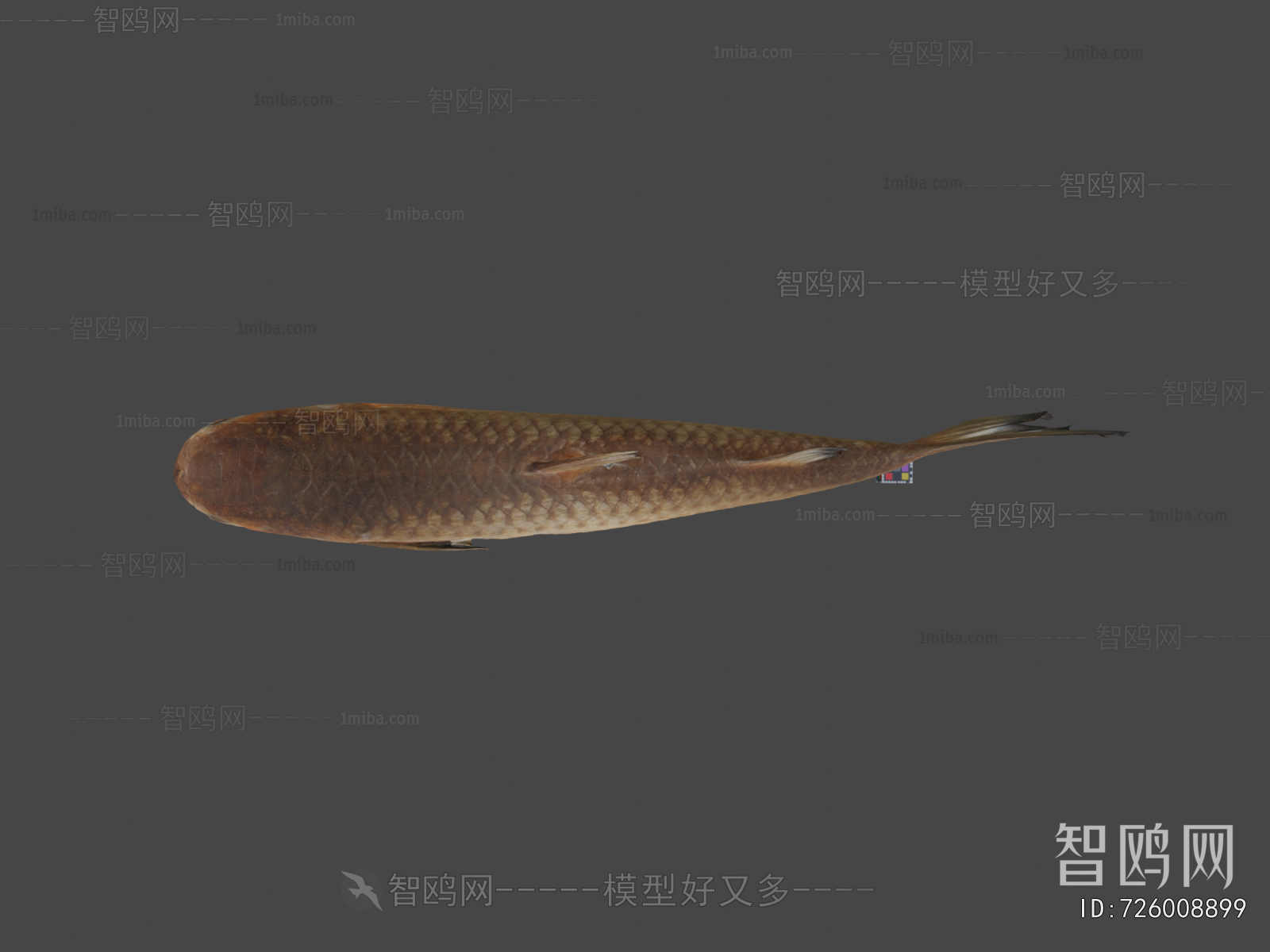 Modern Aquatic Animals