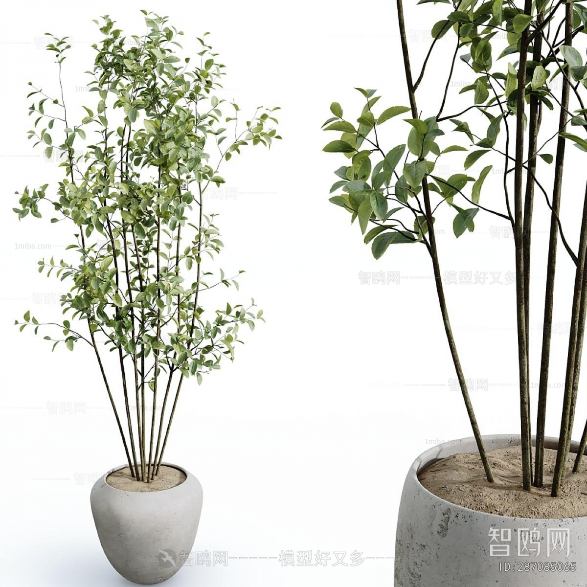 Modern Ground Green Plant Potted Plants