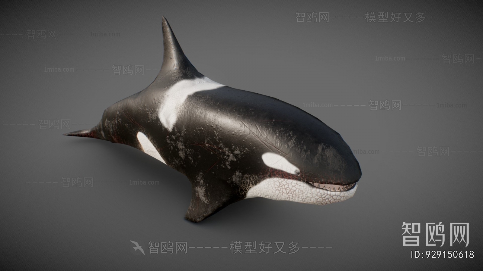 Modern Aquatic Animals