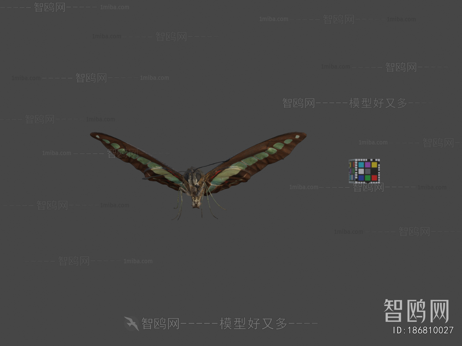 Modern Flying Animals