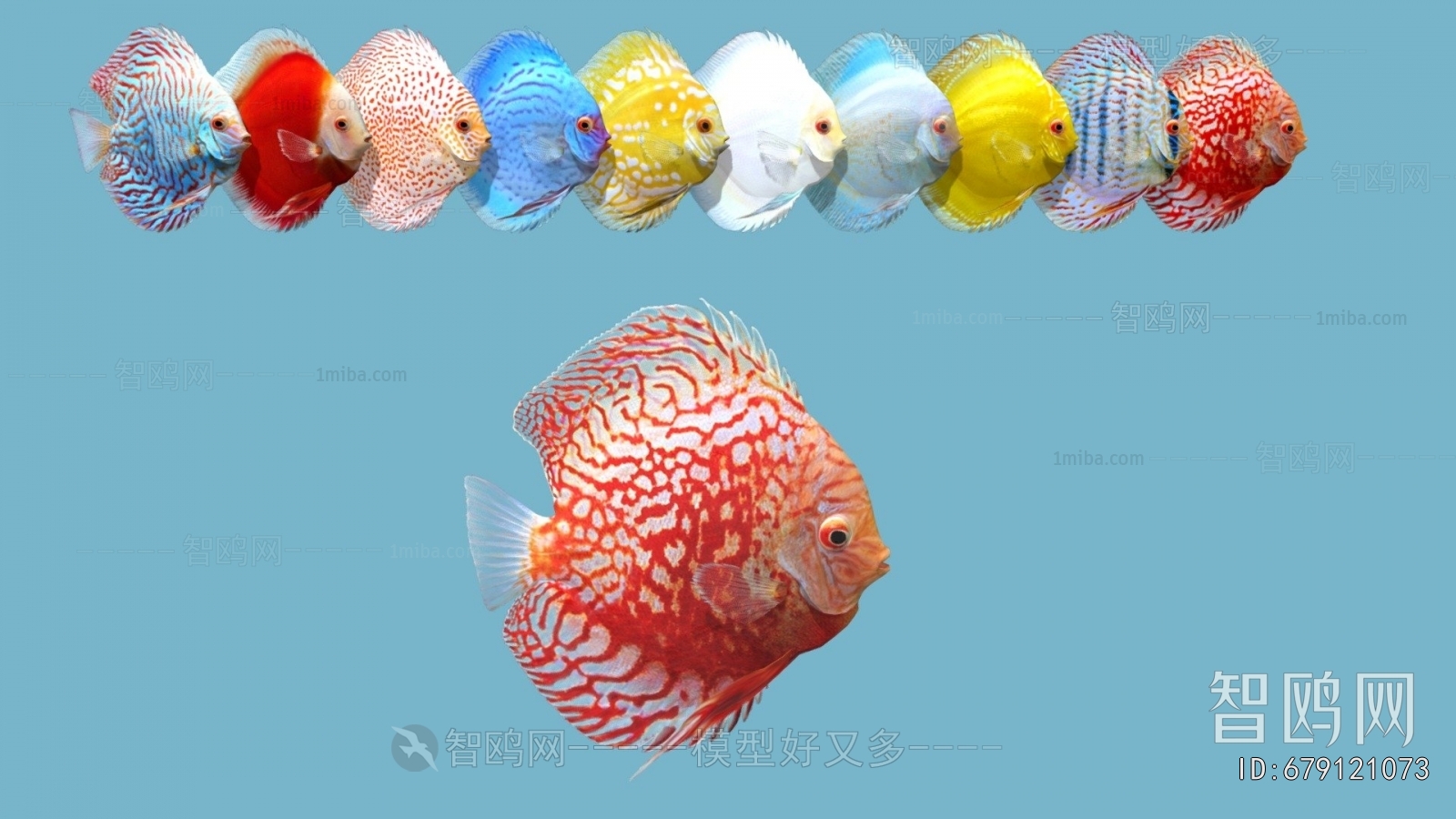 Modern Aquatic Animals