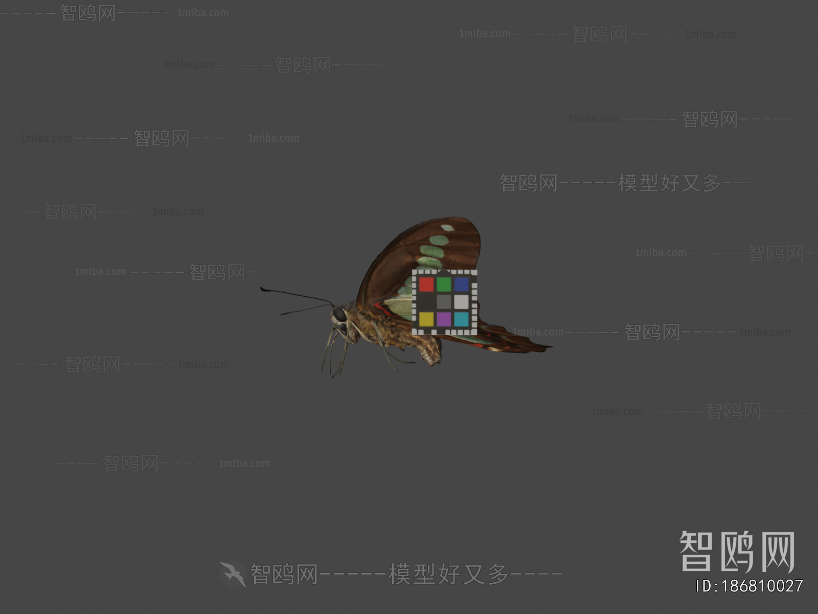 Modern Flying Animals