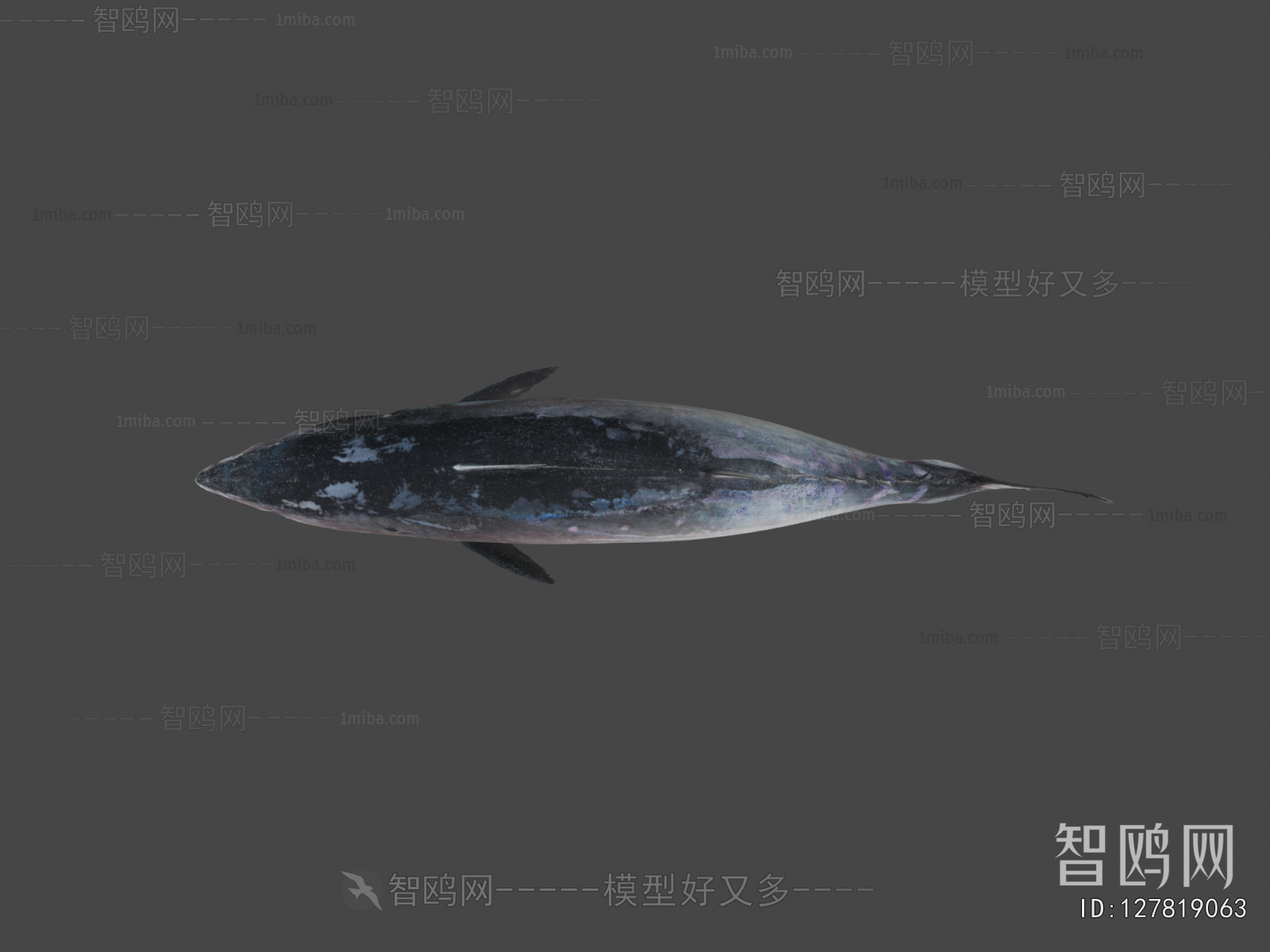 Modern Aquatic Animals