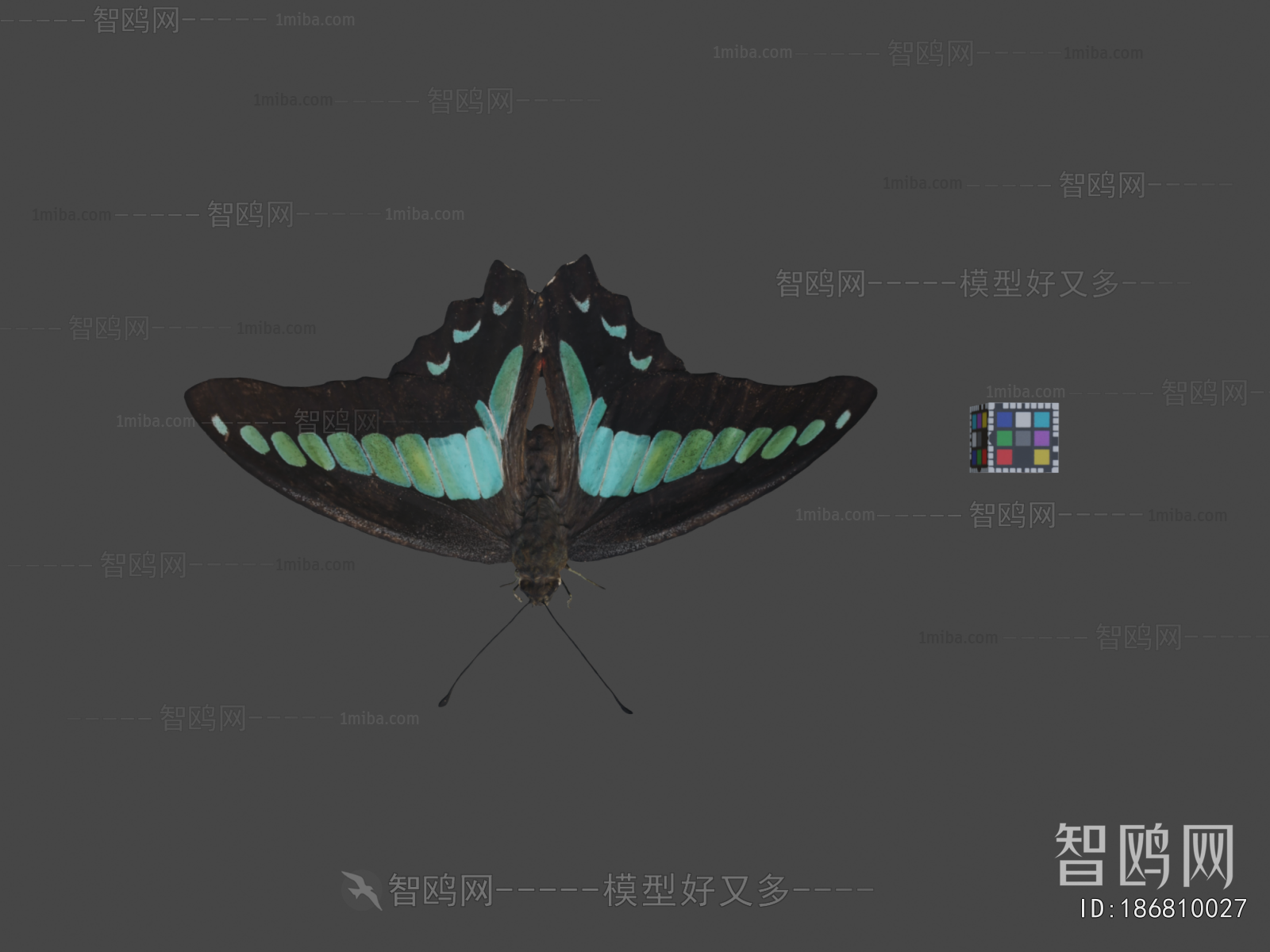 Modern Flying Animals