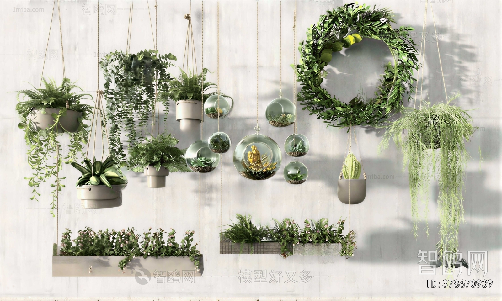 Modern Chlorophytum Comosum