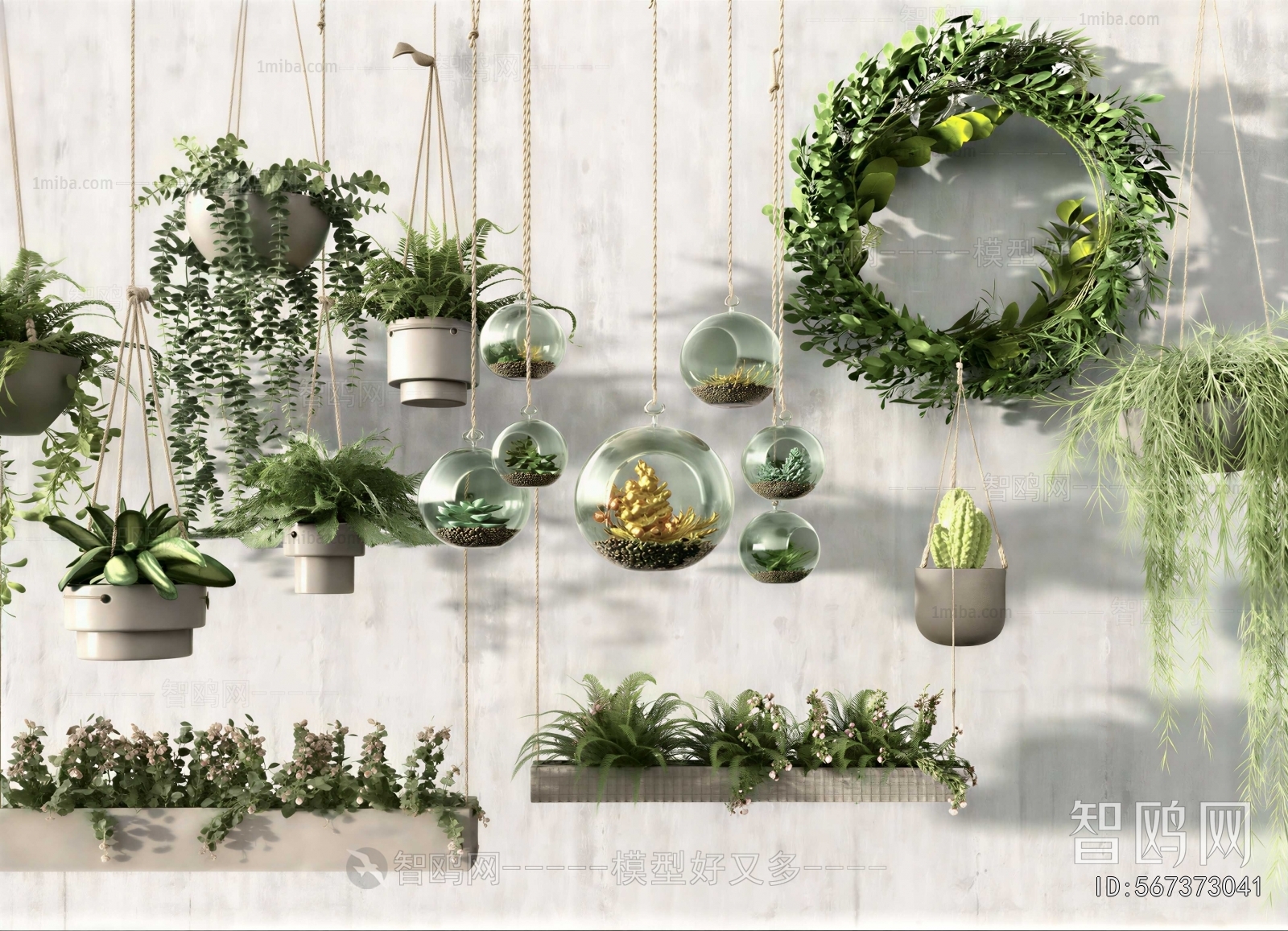 Modern Chlorophytum Comosum