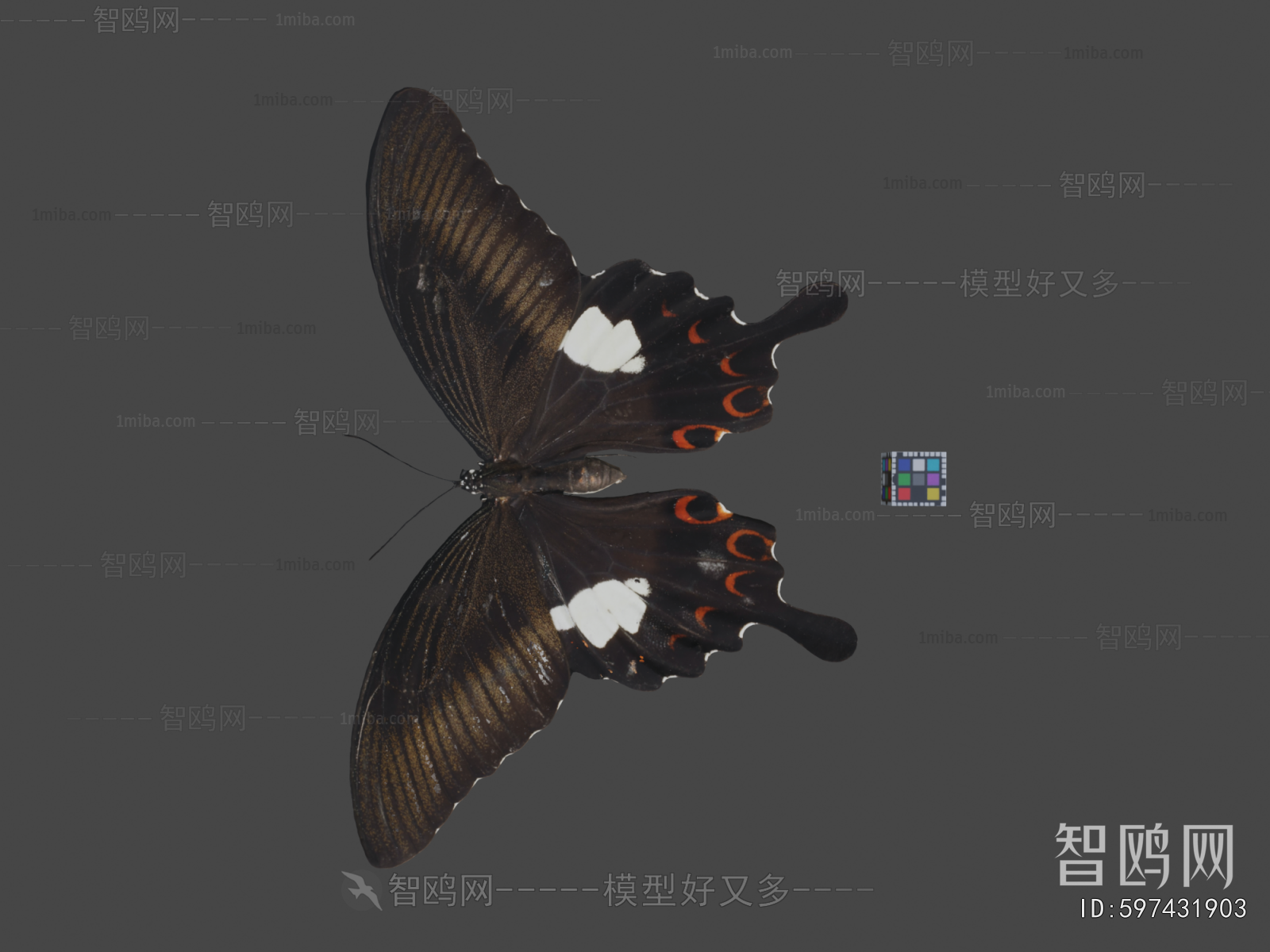 Modern Flying Animals