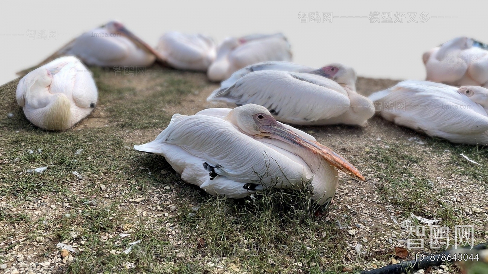 Modern Flying Animals