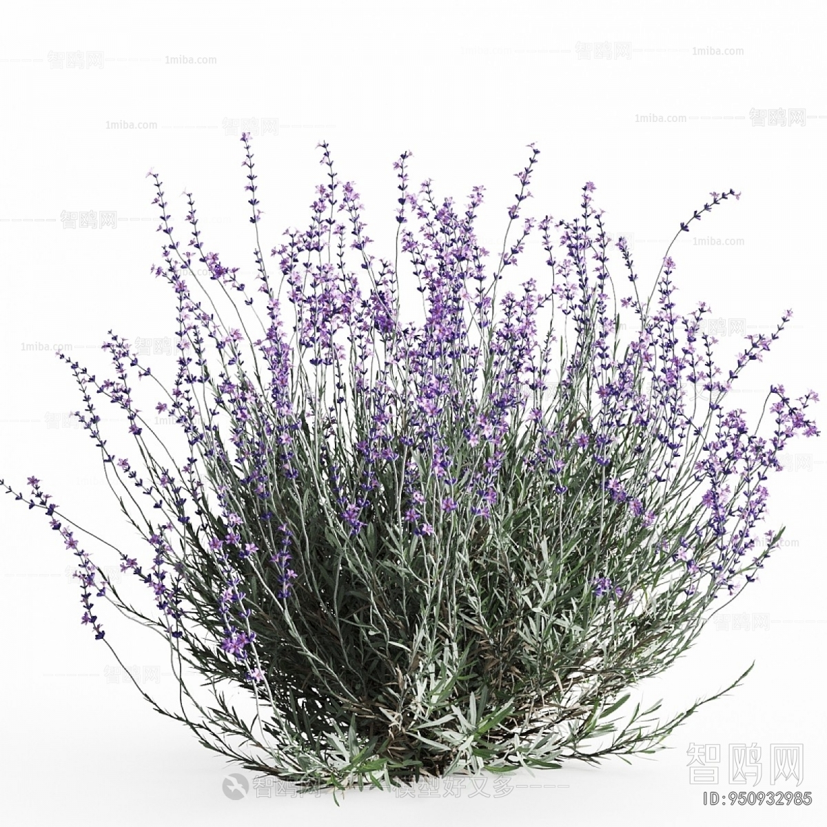 Modern Flowers And Grass