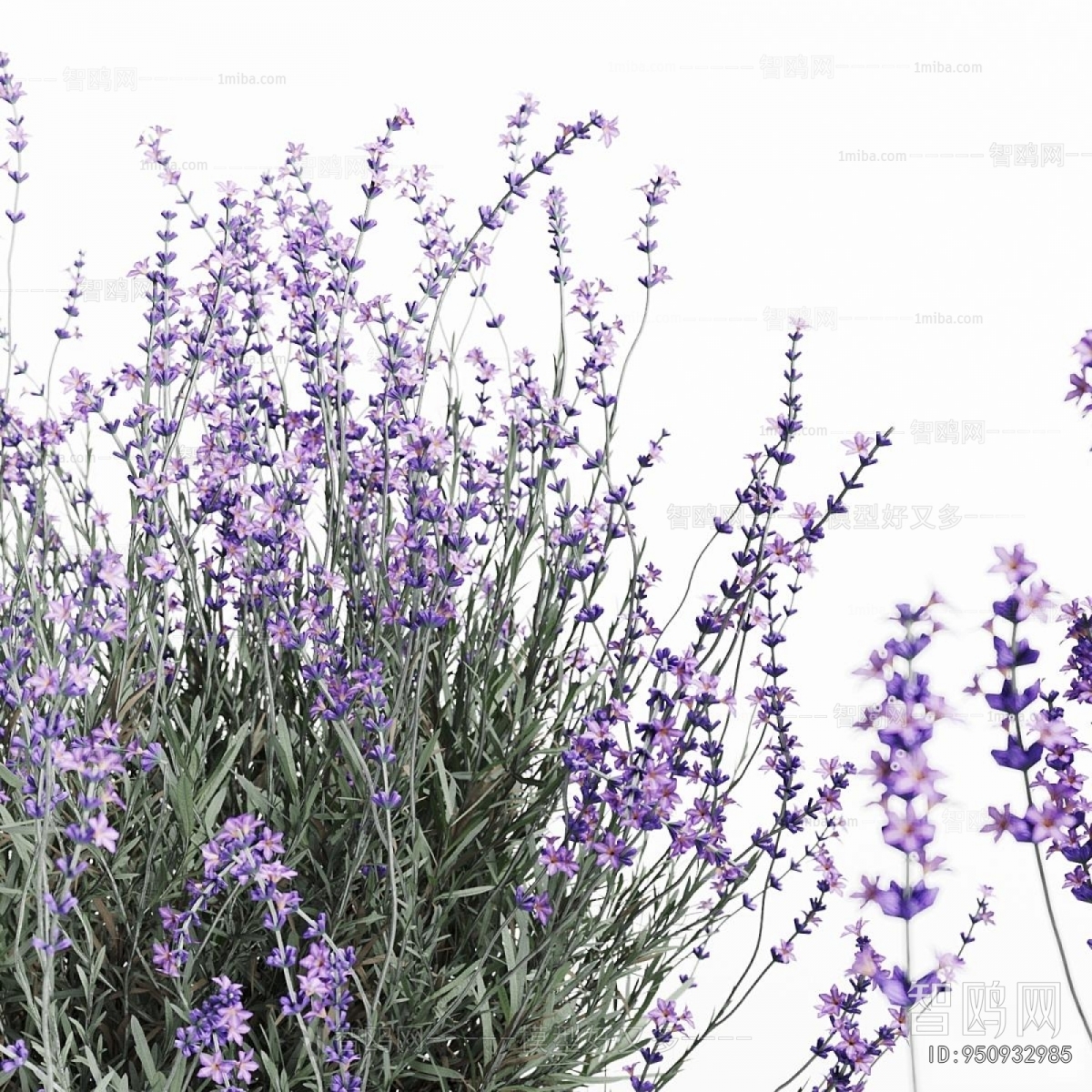 Modern Flowers And Grass