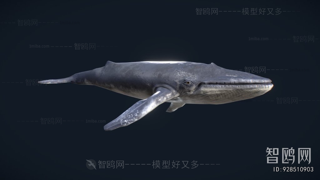 Modern Aquatic Animals