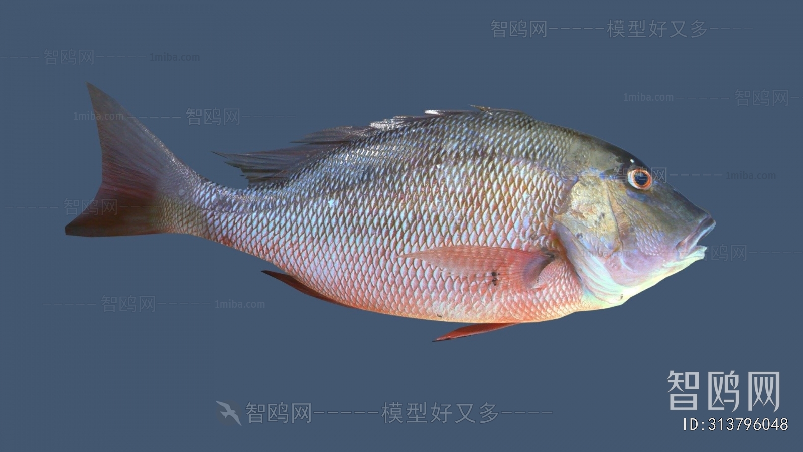 Modern Aquatic Animals