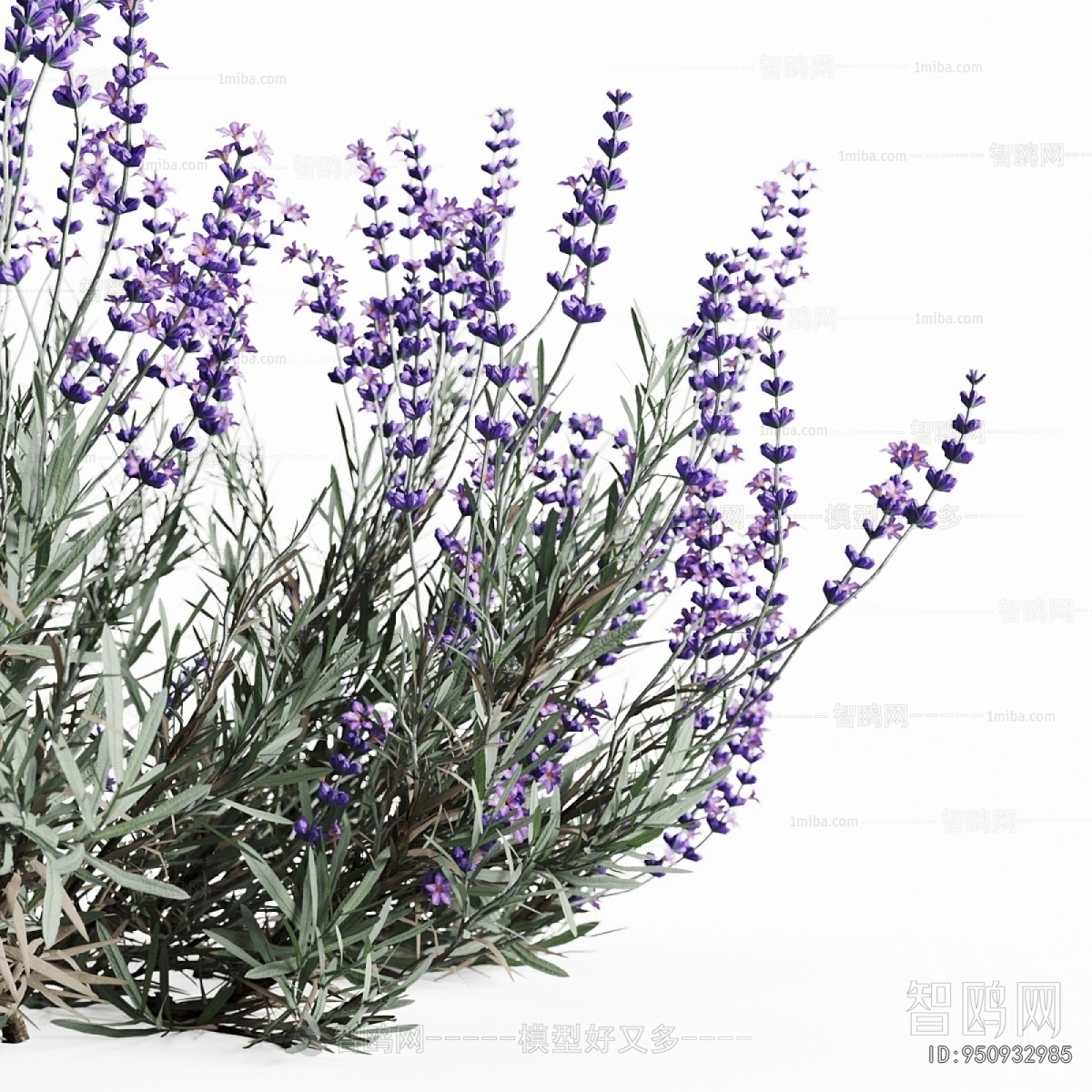 Modern Flowers And Grass