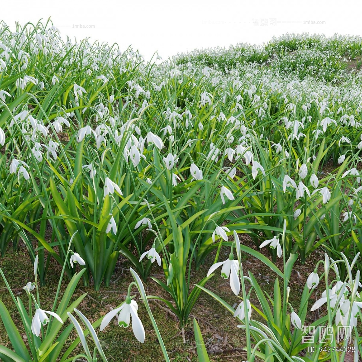 Modern Flowers And Grass