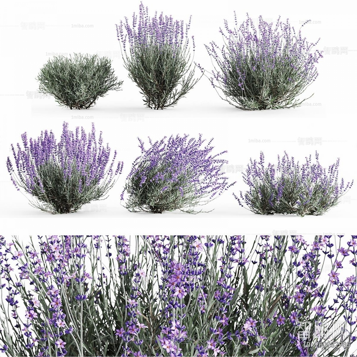 Modern Flowers And Grass