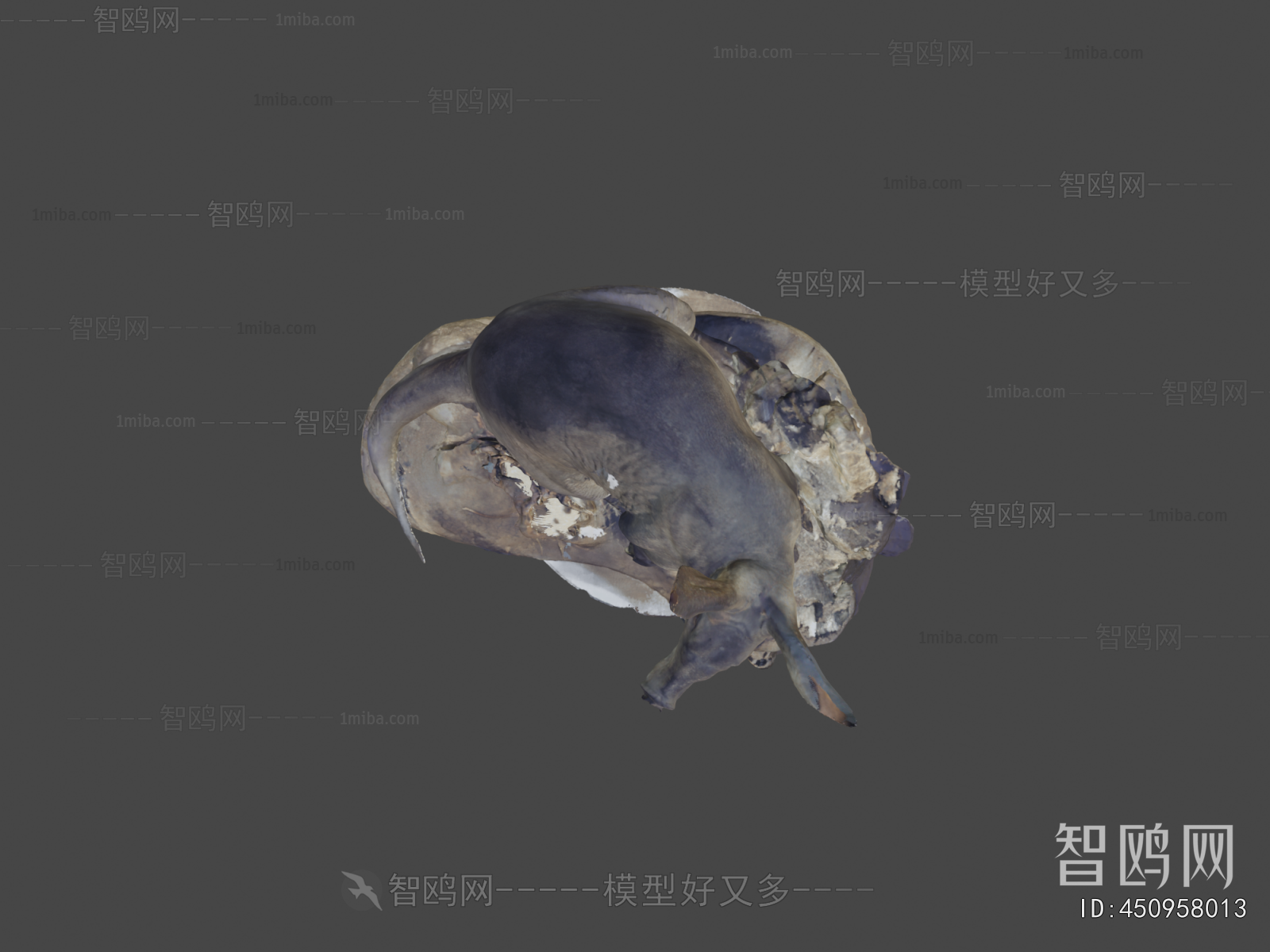 Modern Other Animals