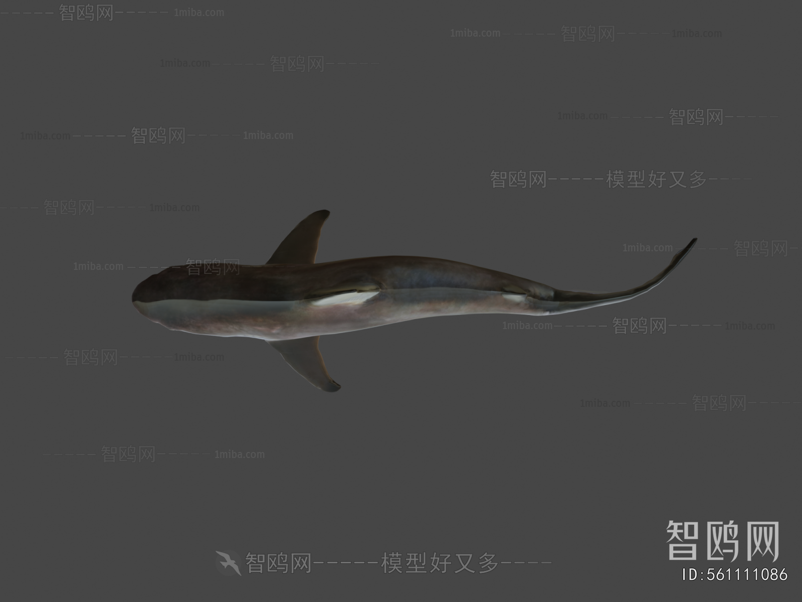 Modern Aquatic Animals