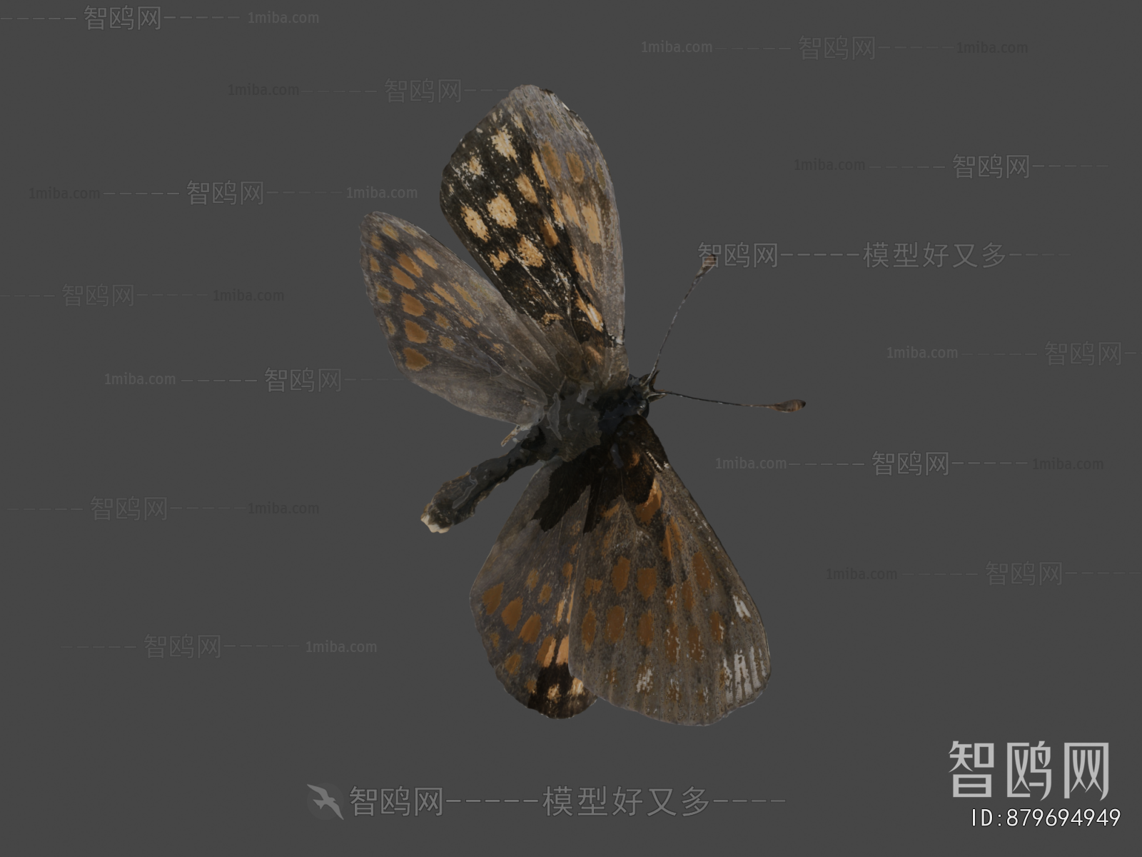 Modern Flying Animals