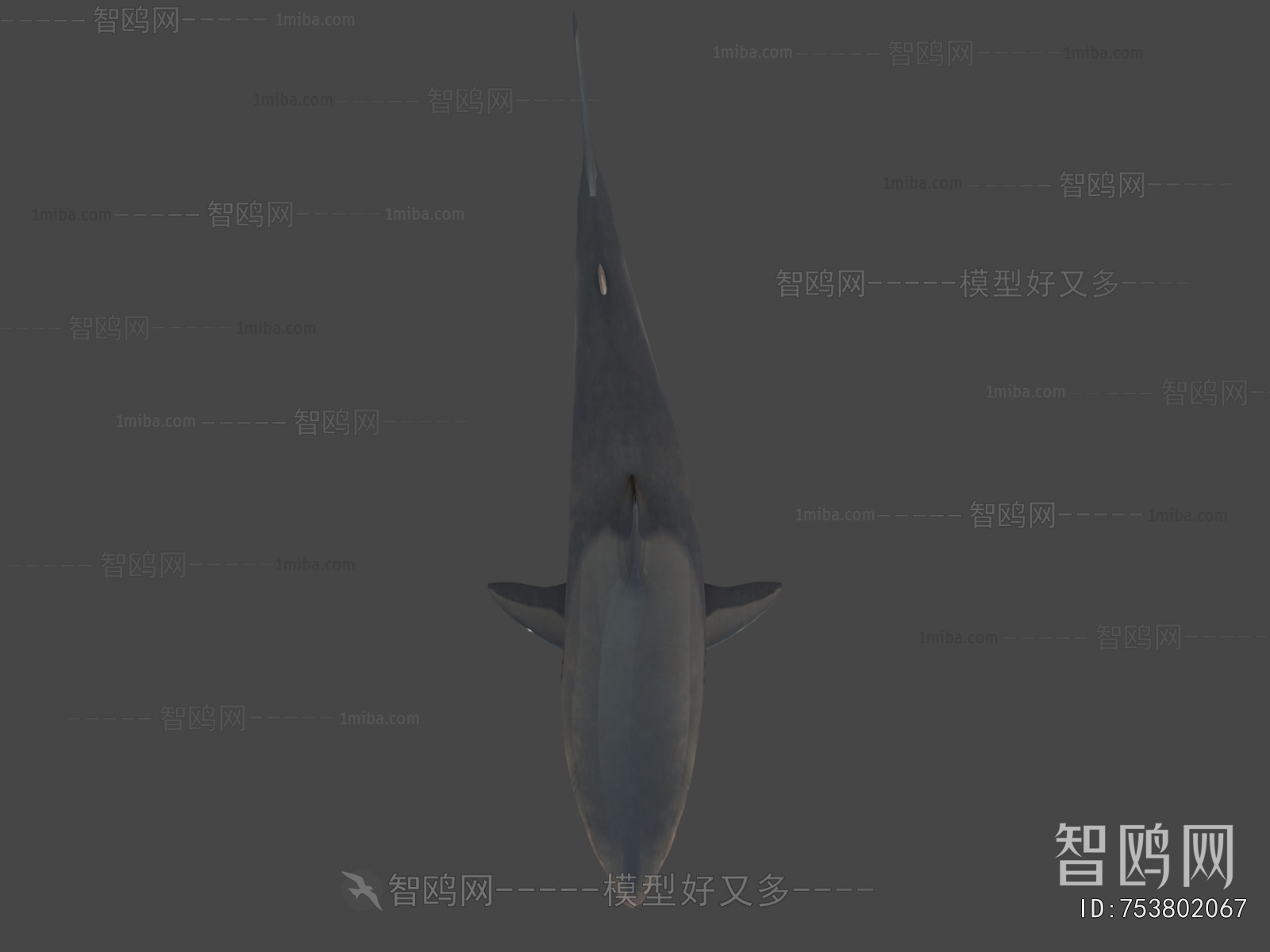 Modern Aquatic Animals