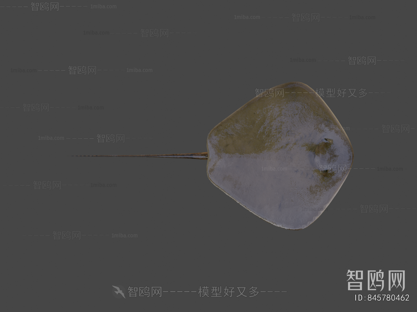 Modern Aquatic Animals