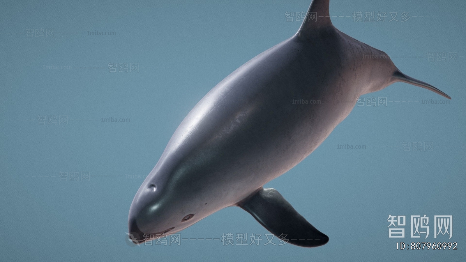 Modern Aquatic Animals