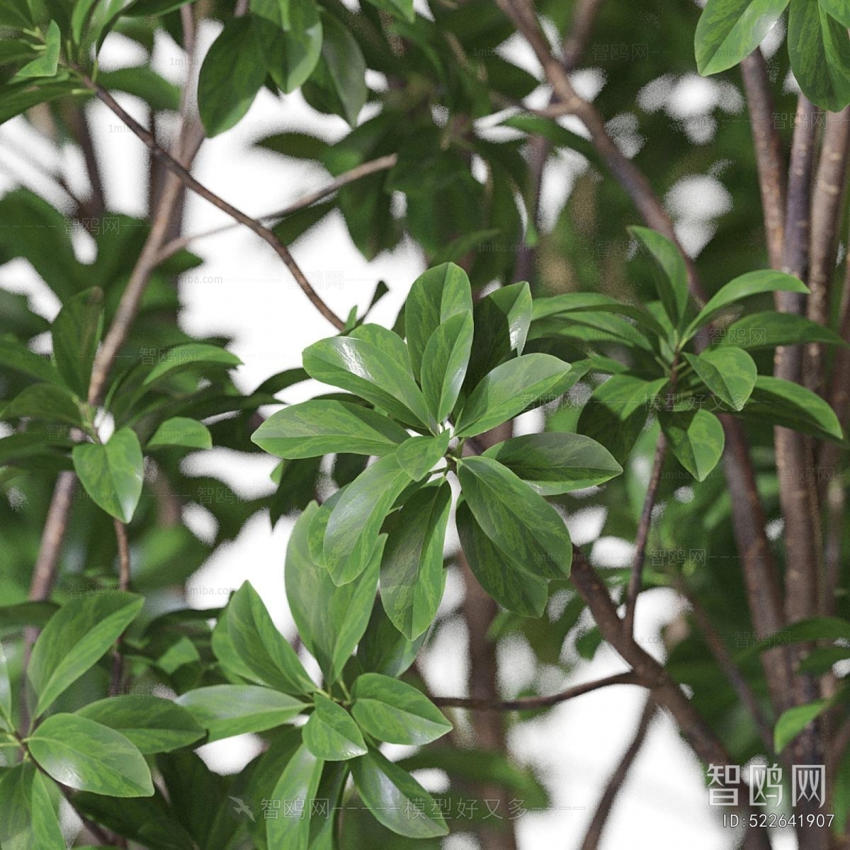 Modern Ground Green Plant Potted Plants