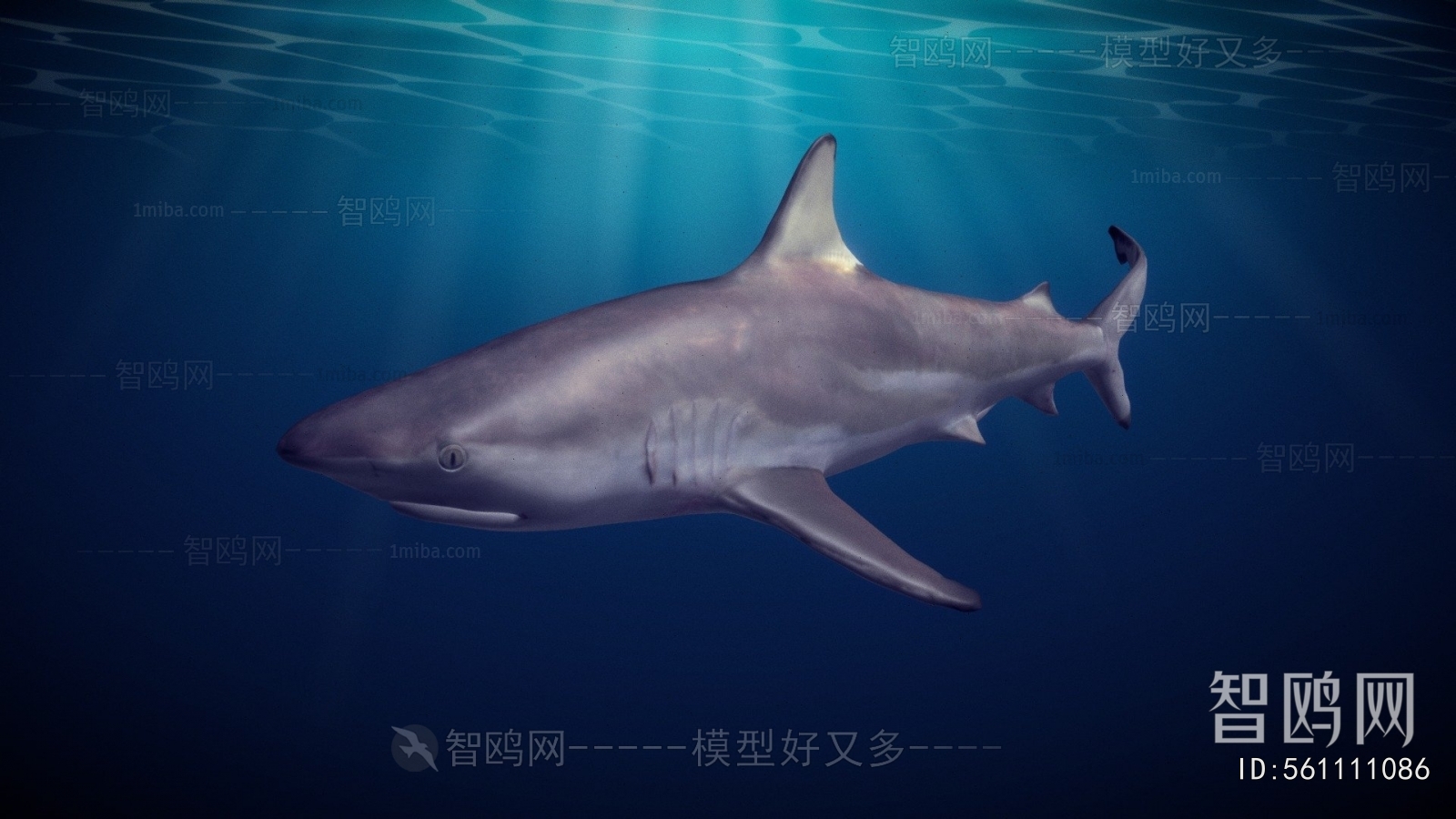 Modern Aquatic Animals