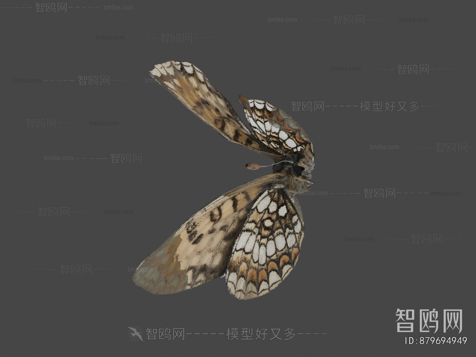 Modern Flying Animals