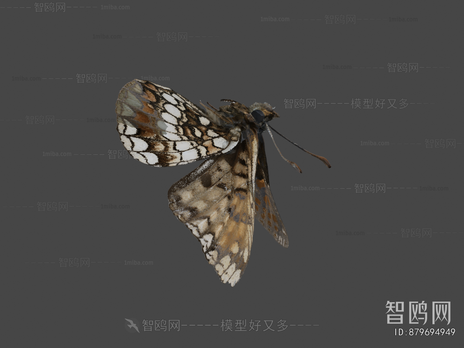 Modern Flying Animals