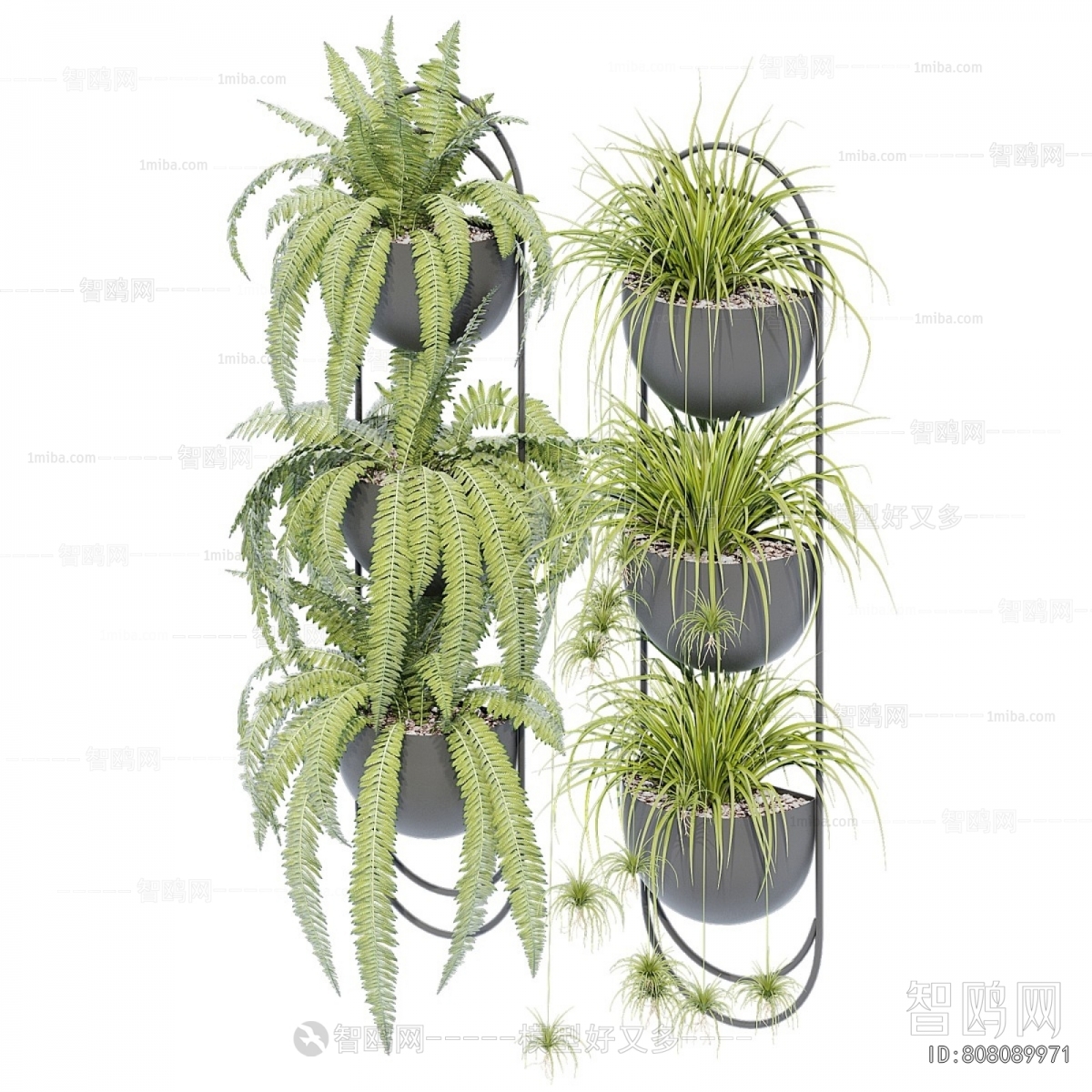 Modern Chlorophytum Comosum