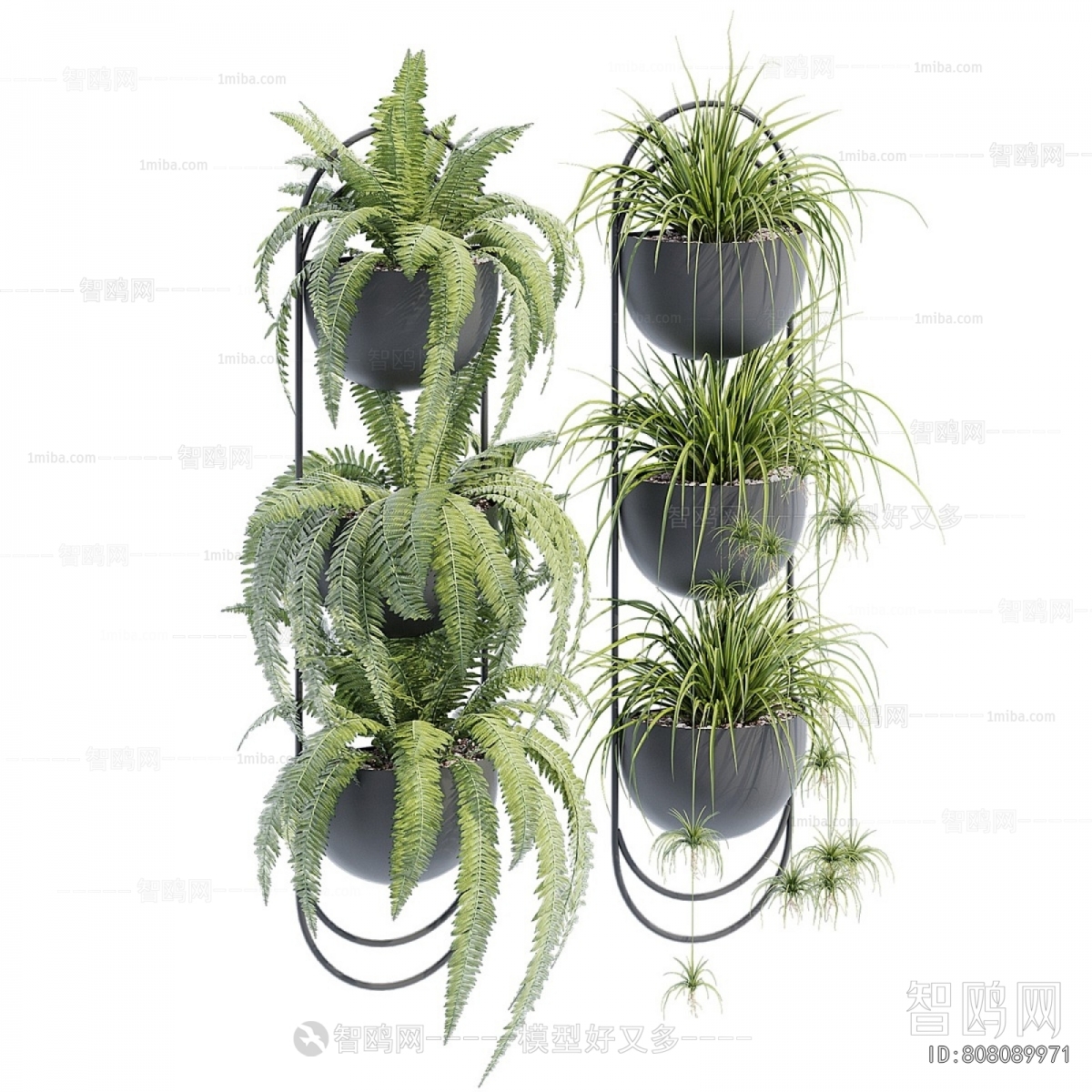 Modern Chlorophytum Comosum