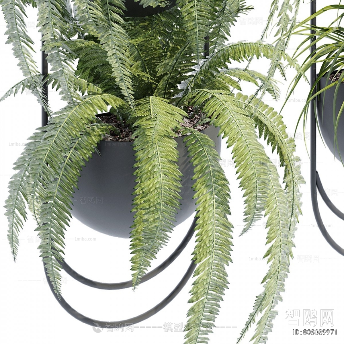 Modern Chlorophytum Comosum