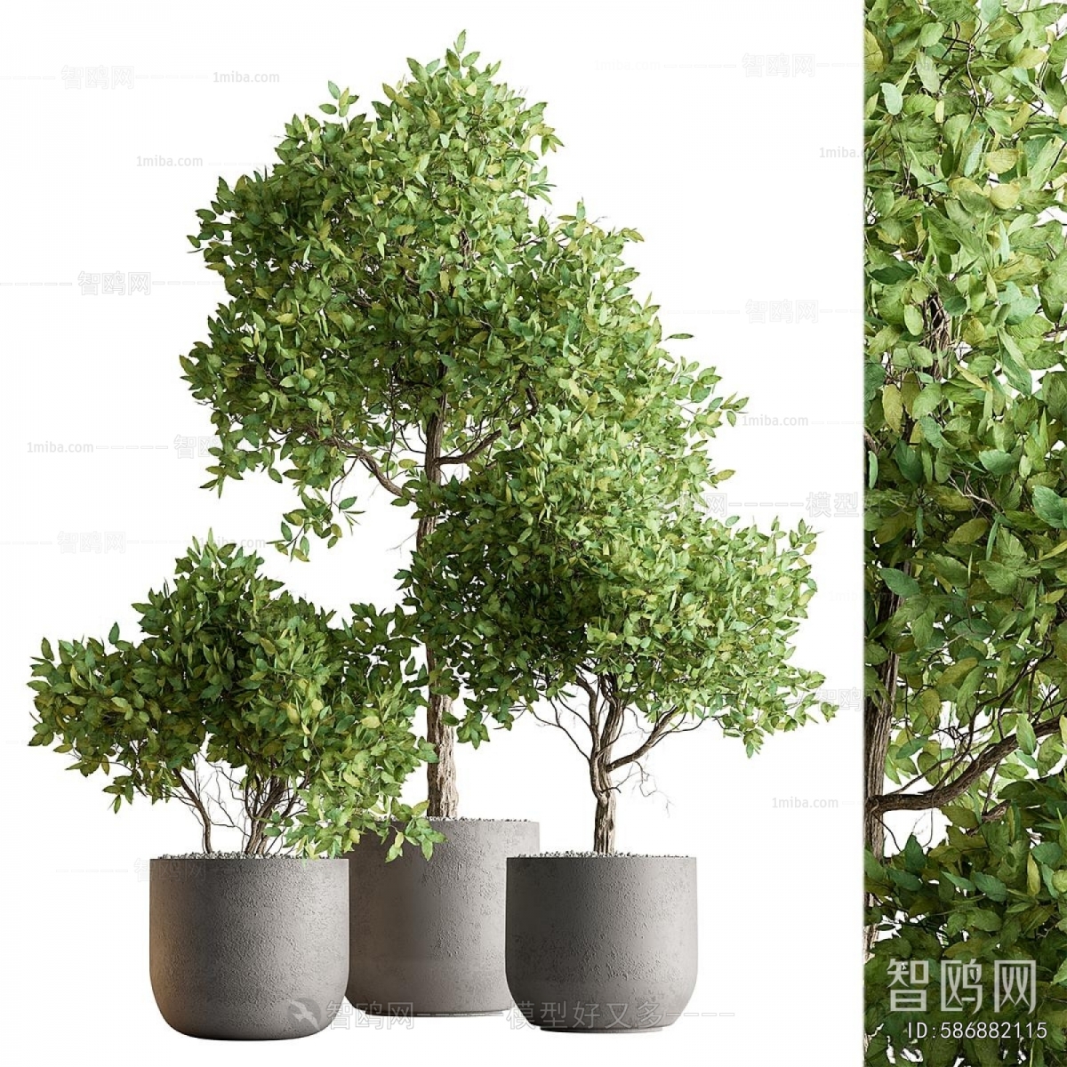 Modern Ground Green Plant Potted Plants