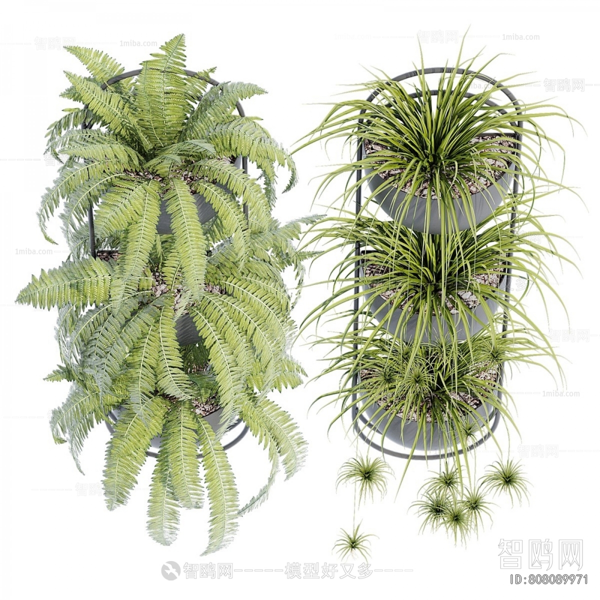 Modern Chlorophytum Comosum