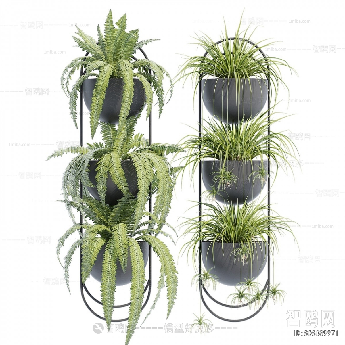 Modern Chlorophytum Comosum