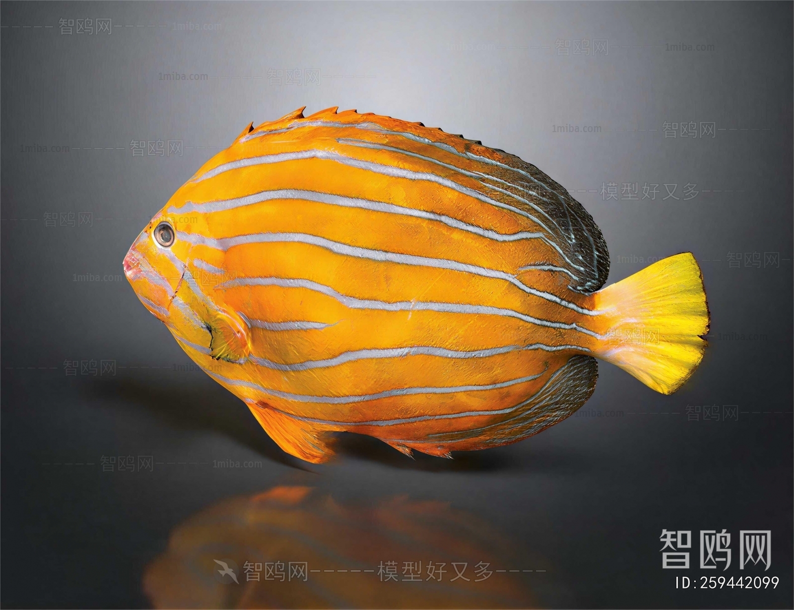 Modern Aquatic Animals