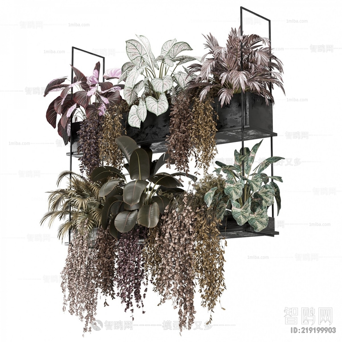 Modern Chlorophytum Comosum