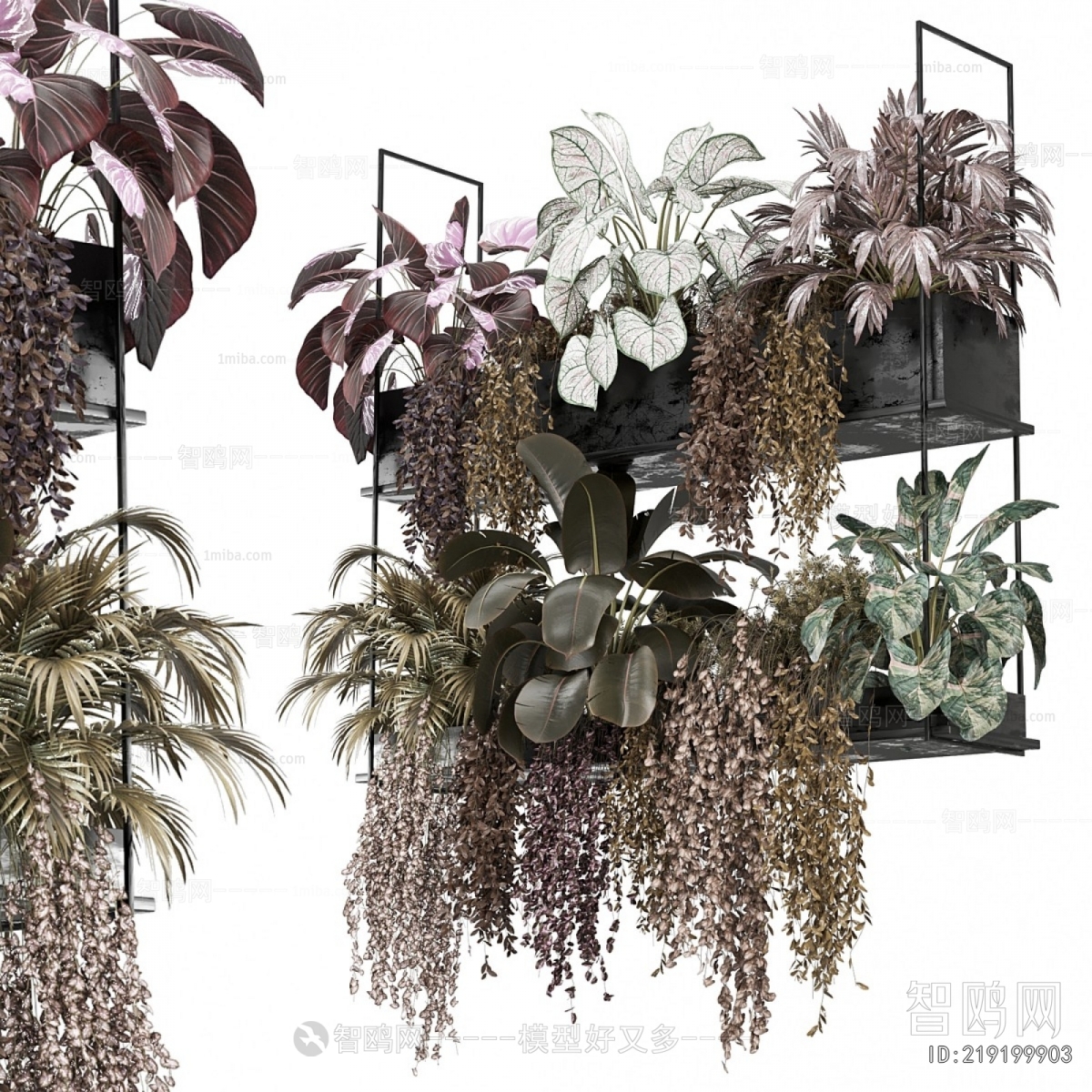 Modern Chlorophytum Comosum