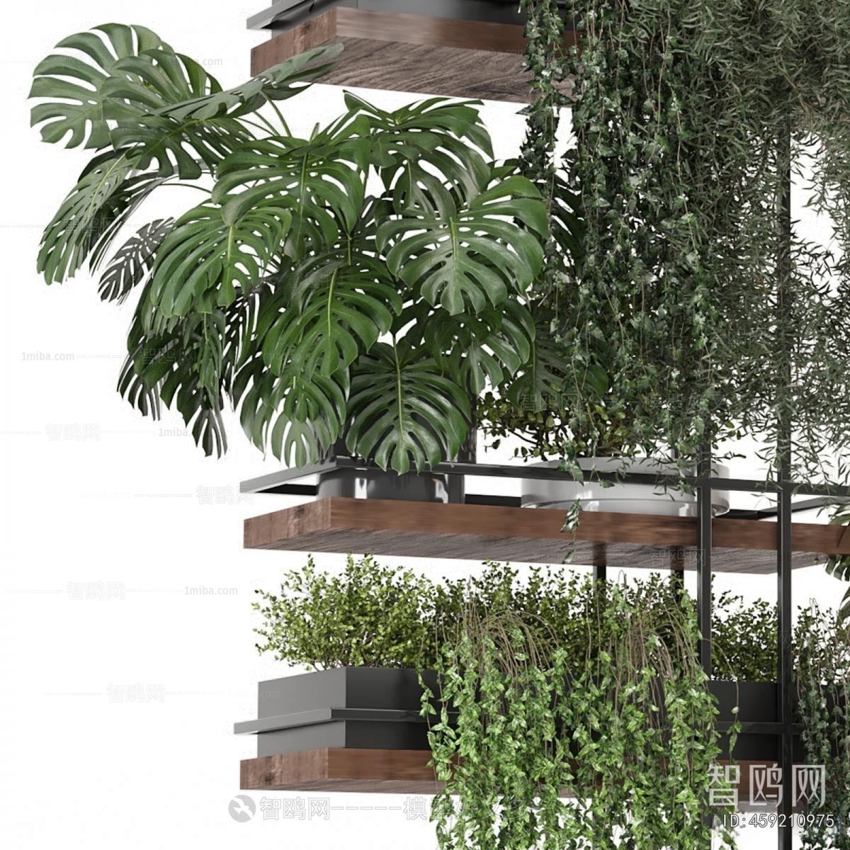 Modern Chlorophytum Comosum