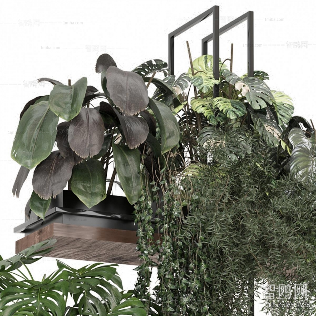 Modern Chlorophytum Comosum