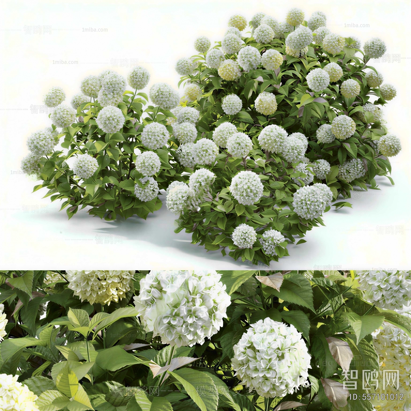 Modern Shrubbery
