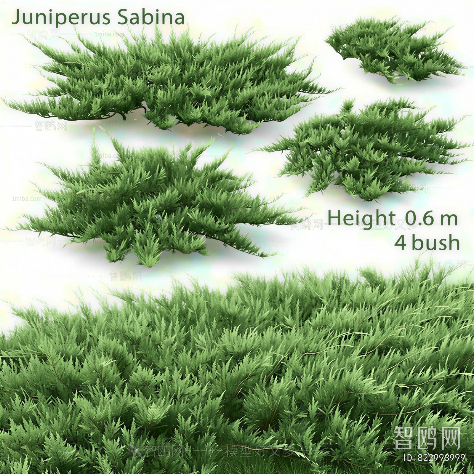 Modern Shrubbery