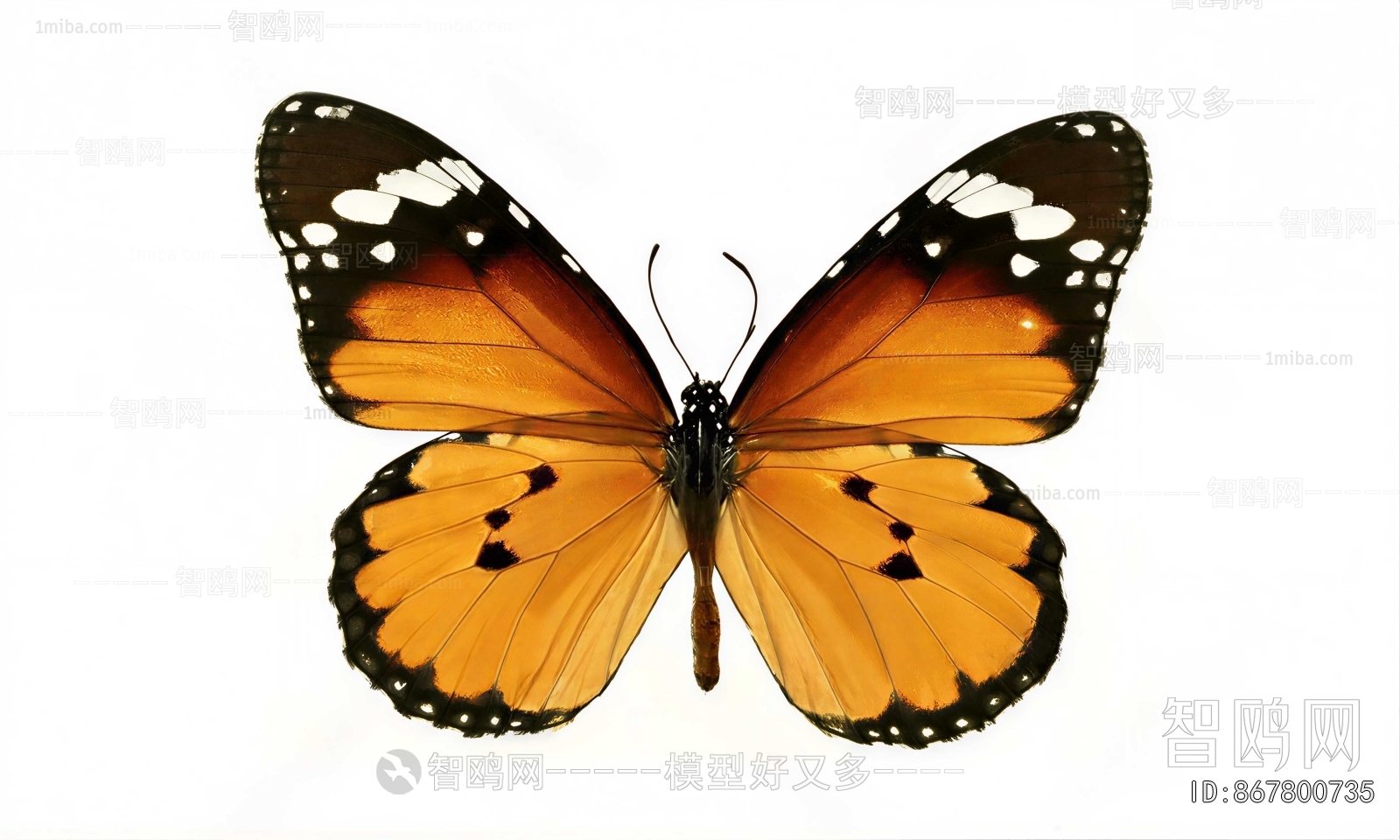 Modern Flying Animals