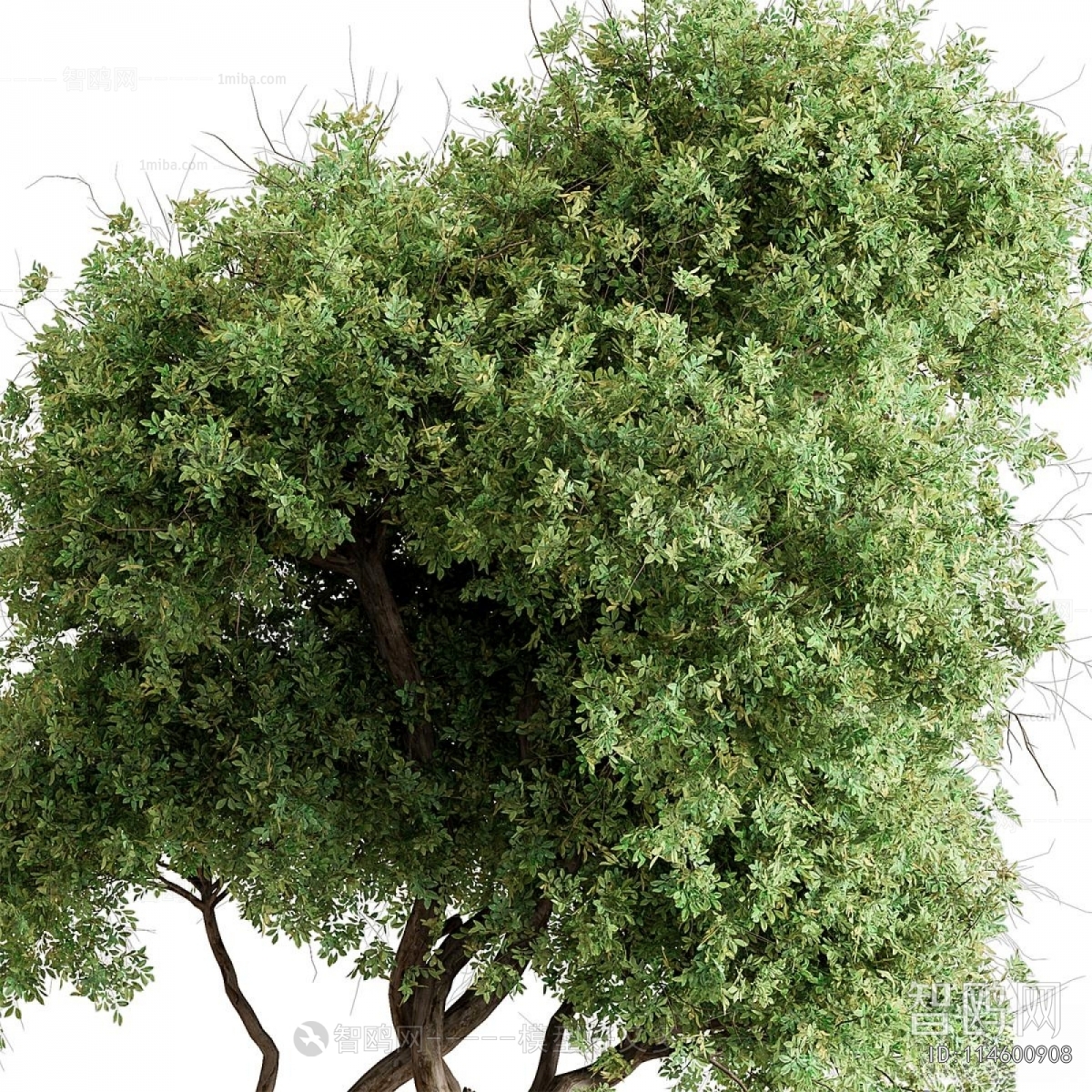 Modern Ground Green Plant Potted Plants