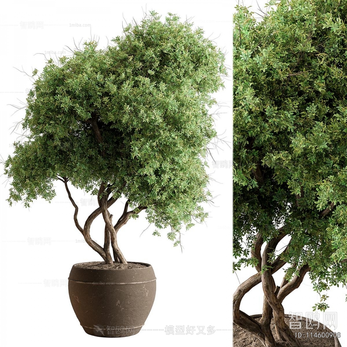 Modern Ground Green Plant Potted Plants
