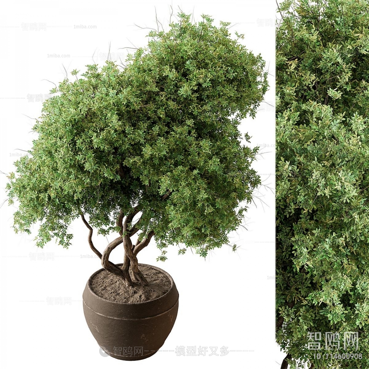 Modern Ground Green Plant Potted Plants