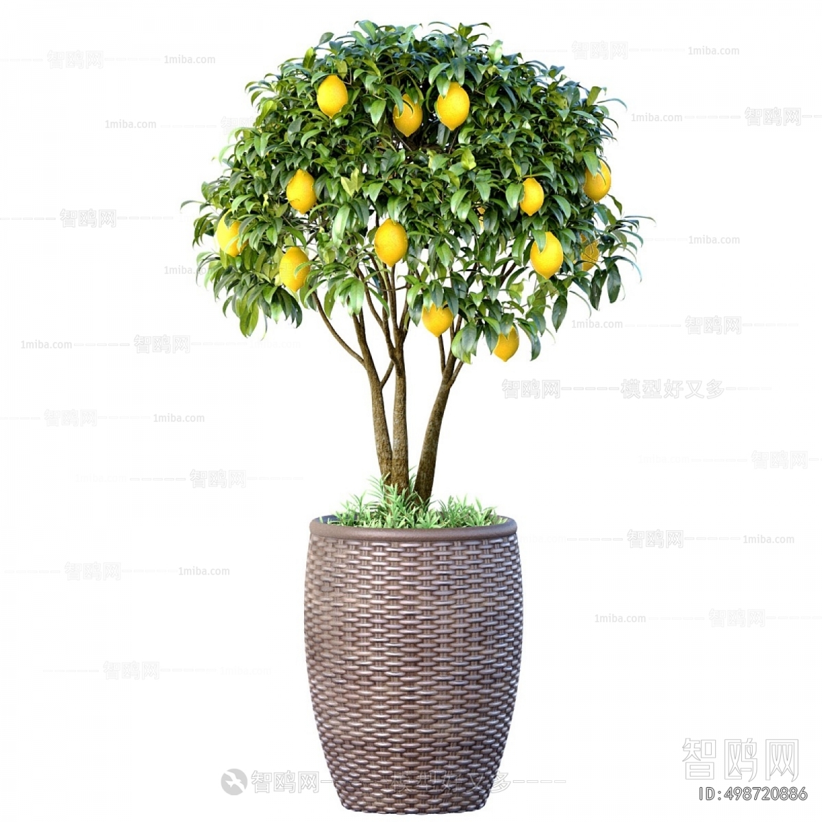 Modern Ground Green Plant Potted Plants