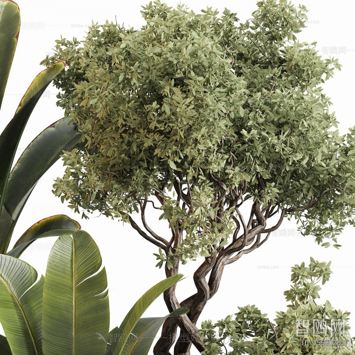 Modern Ground Green Plant Potted Plants