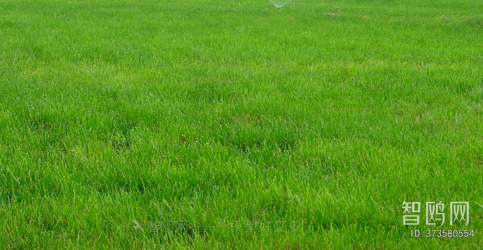 Grass